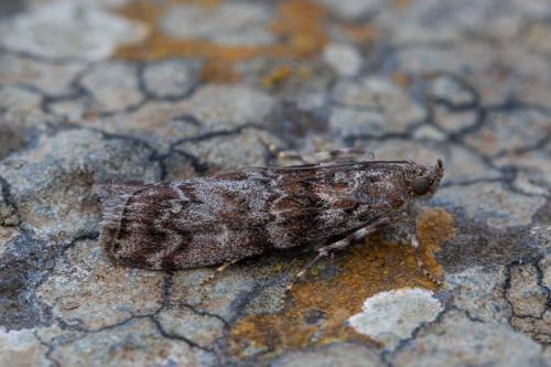 Dioryctria nivaliensis